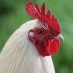Don’t Buy the ‘Free-Range’ Lie