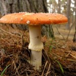 pp-0613mushroom-150x150