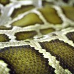 snakeskin