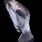 Pigeon-Flying-Andrew-Garn