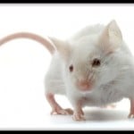 8272_mouse2