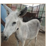 dd-animal-rahat-adoption-devi