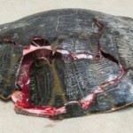 turtles1