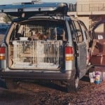 van dog on cage