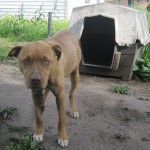 205 W Alsop St, Enfield, NC 04.05 (6)