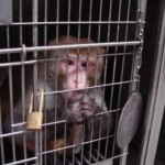 AirFranceMonkey2