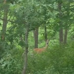 deer1