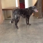 Mellow dog 2