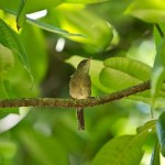 warbler
