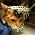 UW-madison-cat-experiment
