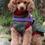 2015-01-Hund-mit-Mantel-IMG_1320-c-PETA-D