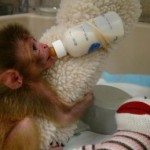 Baby-Monkey-with-Cloth-and-Bottle1