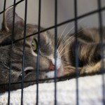 Tabby cat at the VBSPCA