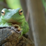 Cute-Green-Frog460