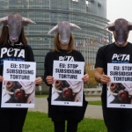 Strasbourg-Bullfights460