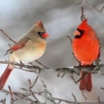 Cardinals-in-Snow-602x401