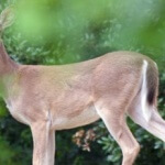 deer-freeimages460
