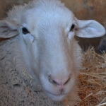 peta2 staffers visited Farm Sanctuary in Acton, California. Happy white sheep.