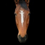 3276.Peta_5F00_HorsePoster_5F00_Mulranen_5F00_RGB