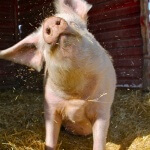 Sunday the pig at Ching Farm Rescue and Sanctuary.