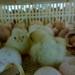 3-Late-hatching-chicks-were-not-considered-useful-to-the-company-and-were-left-to-die-or-be-killed