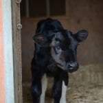 p_misc_rescues_holly_the_calf_peta_at_sanctuary500