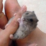 BABY MOUSE