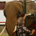 Nosey the elephant at USA Flea Market in Port Richey, Florida. Hugo Liebel holding money text to the bullhook.