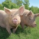 pigs