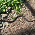 Humane Gardening Tips: Fake Snakes Serve as Serpent Sentries by Rick Thompson