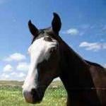 Maintaining a Beautiful Garden That's Horse-Safe by Elizabeth Bublitz