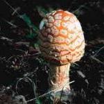 PETA Prime: Toxic Mushrooms in the Backyard