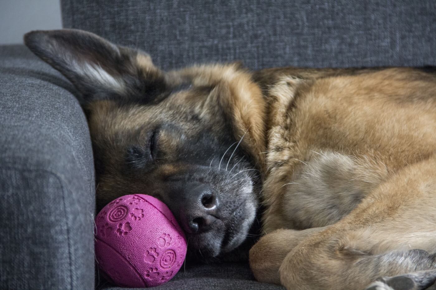 what happens if a dog eats a sleeping pill