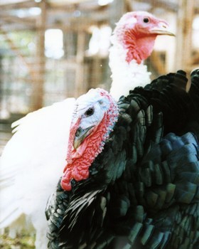 turkeys2