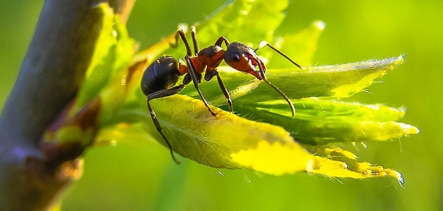 Ant Control Services