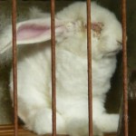 angora