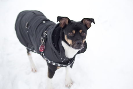 Hunde-Schnee-Winter-9795-c-Conny-Maisch