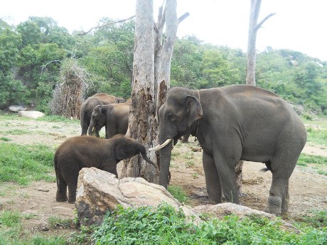 Sunder-Meeting-Elephants-Again-at-Sanctuary