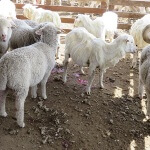 7E-Rough-fast-shearing-