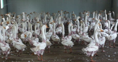 Geese after plucking460