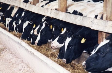 cows food_factory_farms460