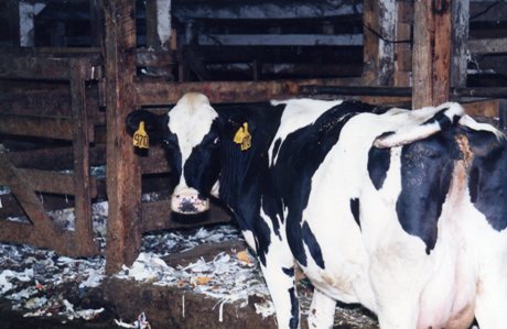 food_factory_farms cow460