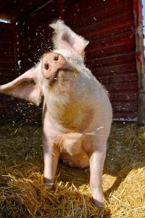 Sunday the pig at Ching Farm Rescue and Sanctuary.