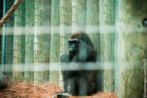 sad gorilla for blog