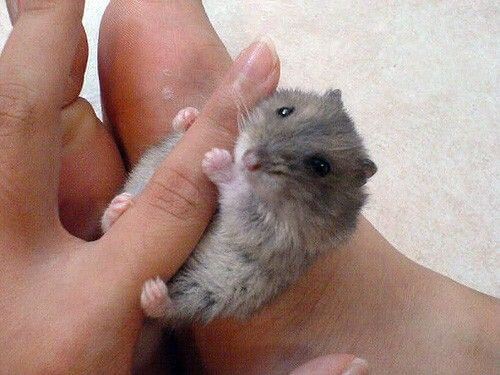 BABY MOUSE