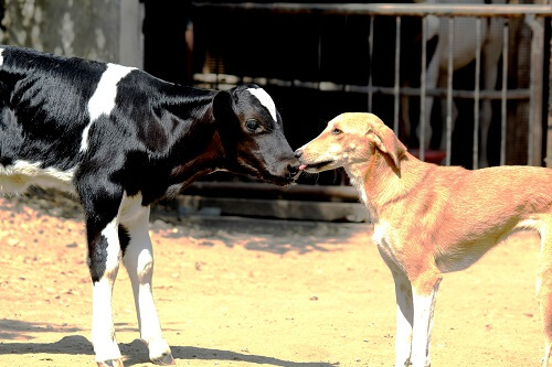2016-05_rescued-calf-Lakhan-licked-by-dog-Rosy-at-RBH