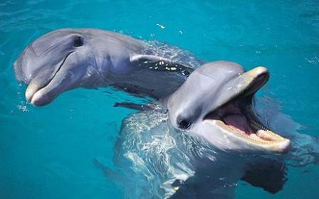 Bottlenose Dolphins - Tursiops Truncatus. HALF MOON JAMAICA