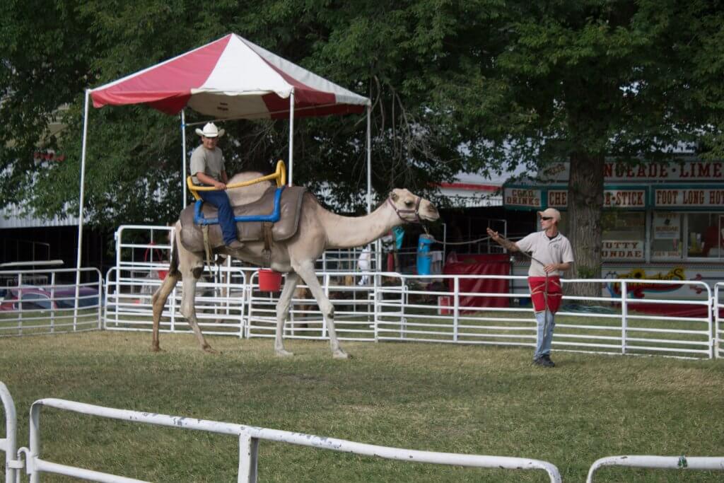 A camel gives people rides at the Ozark Empire Fair.