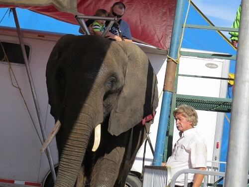 Nosey the elephant waits to give people rides in Davenport, FL. Hugo Liebel and a clown stand next to her.