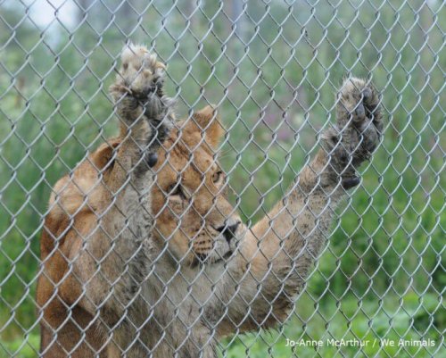 wa-lioness-zoo-copy-770x618